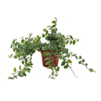 Фикус мелколистный White Sunny купить