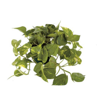 Епіпремнум купить