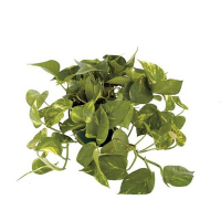 Эпипремнум Hang купить