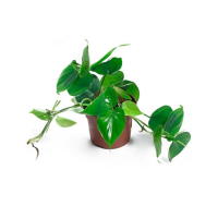 Филодендрон Scandens купить