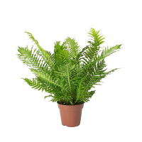 Блехнум горбатий купить