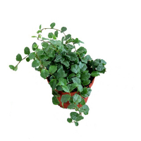 Фикус мелколистный Green Sunny купить