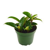 Хойя мясистая Publicalix купить