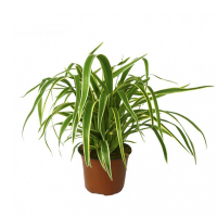 Хлорофитум купить