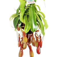 Непентес (мухолівка) купить