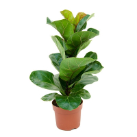 Фикус Лирата Бамбино купить