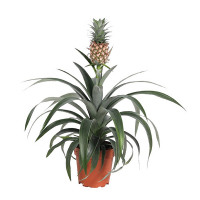 Ананас купить