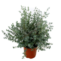 Эвкалипт Гунни купить