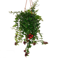 Эсхинантус Мона Лиза купить