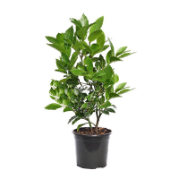 Лавр благородний купить