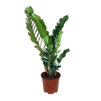 Заміокулькас замієлистий купить