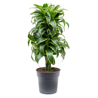 Драцена фрагранс Компакта Дорадо карусель купить