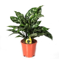 Аглаонема микс купить