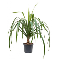 Панданус купить