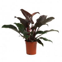 Филодендрон Imperial Red купить