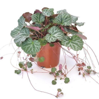 Камнеломка купить