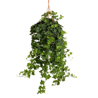 Плющ купить