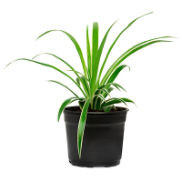 Хлорофитум купить