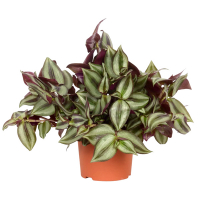 Традесканція мікс купить