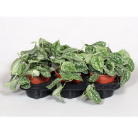 Сциндапсус Аргиреус пятнистый купить