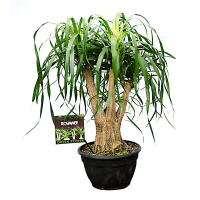 Ноліна (Beaucarnea) купить