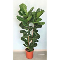 Фікус Лірата купить