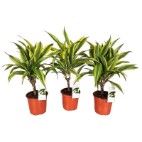 Драцена Лемон Лайм купить