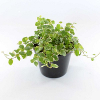 Фікус дрібнолистий Green Sunny купить