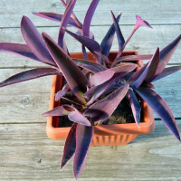 Сеткреазія купить