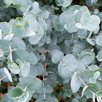 Эвкалипт Парвула купить