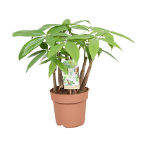 Пахира акватика купить