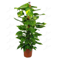 Эпипремнум Ханг купить