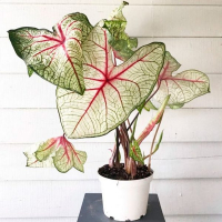 Каладіум купить