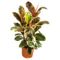 Фикус каучуконосный эластика Белиз купить