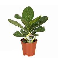 Фикус бенгальский Audrey купить