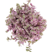 Каллизия купить