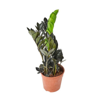 Заміокулькас замієлистий Raven купить