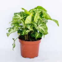 Сингониум Арроу купить