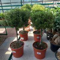 Мирт коммунис купить