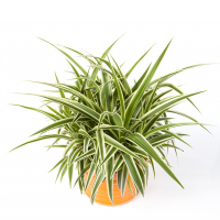 Хлорофітум купить