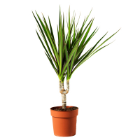 Драцена Маргината копстек купить