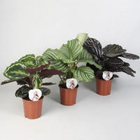 Калатея микс купить