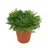 Пеперомия купить