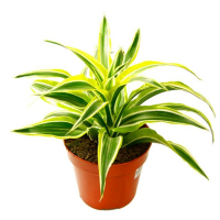 Драцена фрагранс Лемон Сюрприз купить