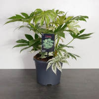 Фатсия японика Спайдер купить