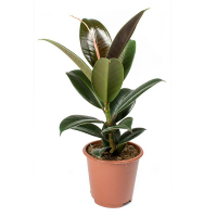 Фикус эластика Мелани купить