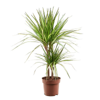 Драцена Маргината Санрей 2 ствола купить