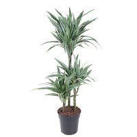 Драцена Варнескі карусель купить