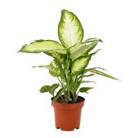 Диффенбахия Камилла купить