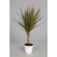 Драцена биколор штам купить